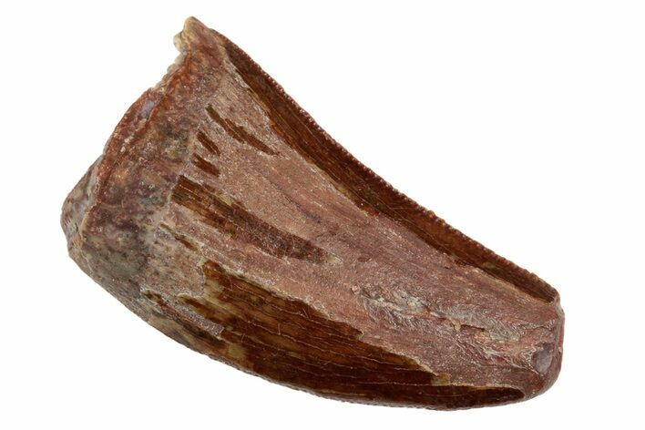 Bargain, Juvenile Carcharodontosaurus Tooth - Feeding Worn #192656